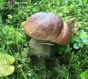 Wandern Hochrindl/Sirnitz