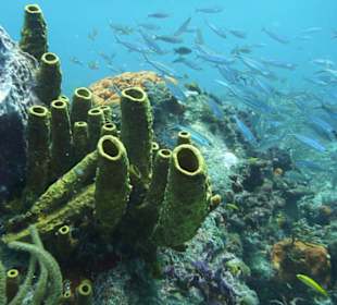 Tauchplatz "Coral Garden"