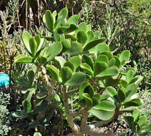 In der Sukkulenten-Abteilung des Gartens 