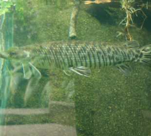 Riesenfisch