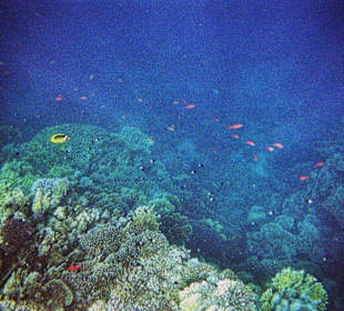 So schön bunt ist es unter Wasser