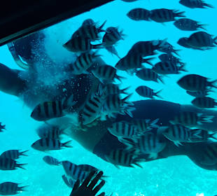 U-Boot Tour Hurghada