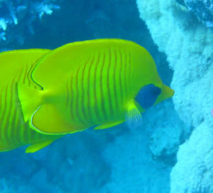 Schnorcheln Marsa Alam