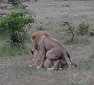 Löwen  bei der Familienplanung