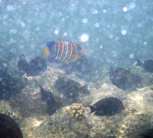 Zdjęcia rafy wykonane przeze mnie pod wodą