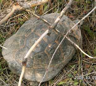 Schildkröten in Lyrbe