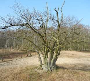 Wunderschöne Boberger Niederung
