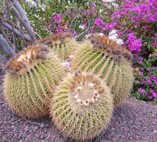 Oasispark - Kakteenwald