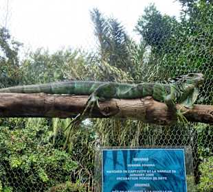 Vanille Crocodile Park