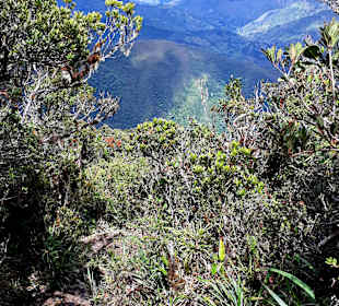 Podocarpus Nationalpark