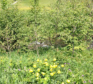 Sommer im Tannheimer Tal