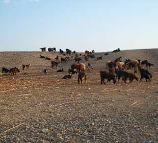 Bei den Beduinen