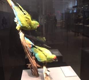 Museum für Naturkunde
