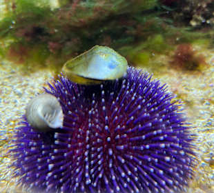 Aquazoo Löbbecke Museum Düsseldorf