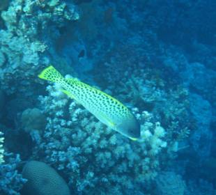 Hausriff Arabia Azur Resort