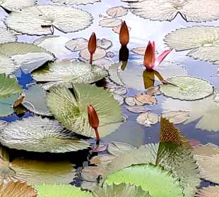 Pamplemousses Botanical Garden