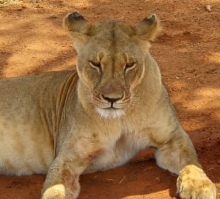 Löwe aus nächster Nähe