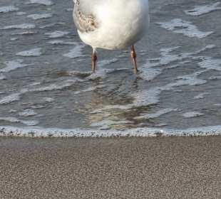 Möwe