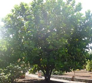 Im Parque de Botanico (Innenbereich)