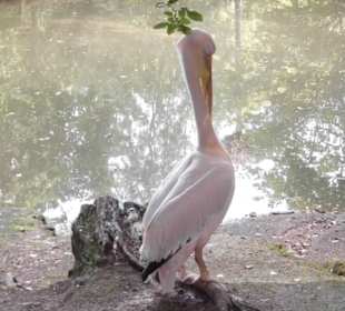 Wildpark Lüneburger Heide