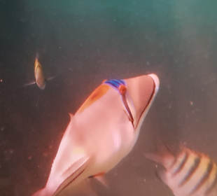 Schnorcheln Hurghada