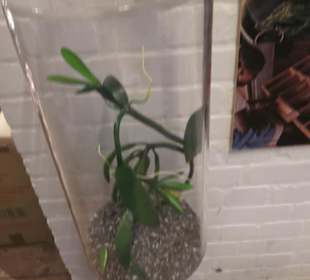 Spicy's Gewürzmuseum