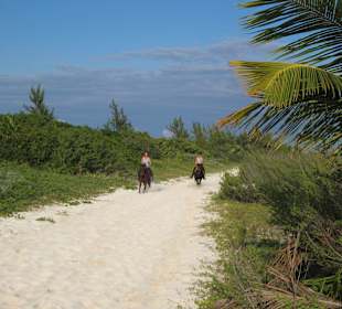 Galoppieren am Strand