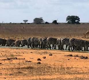 Zebras am Wasserloch 