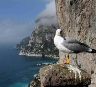 Capri