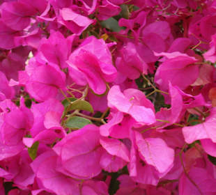Bougainvillea in Cala Fornells