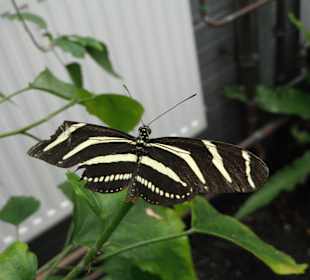 Schmetterling