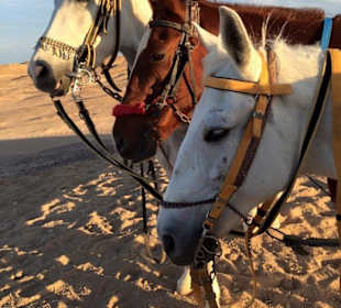 Reiten in der Wüste