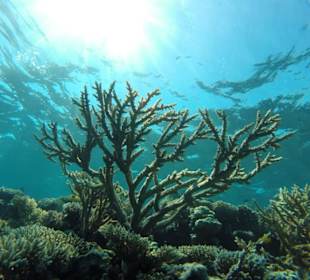 Korallenriff 