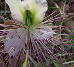 Blumen auf dem Soldatenfriedhof Maleme