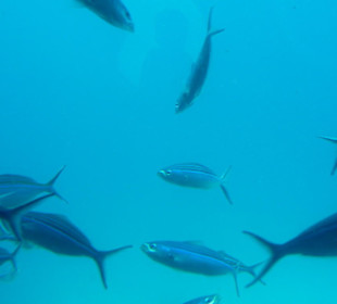 Fische