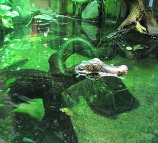 Krokodil