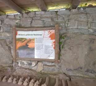 Afrikabereich - Breitmaulnashorn