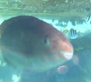 Beim Schnorcheln am Hausriff