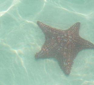 die traumhafte insel Saona mit Seestern