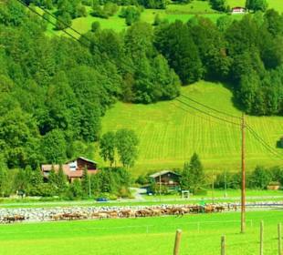 Alpabtrieb / Mellau / Vorarlberg Österreich 
