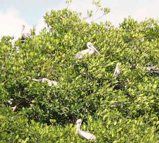 In allen Bäumen nisten jede Menge Vögel