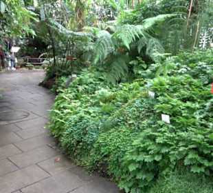 Subtropenhaus