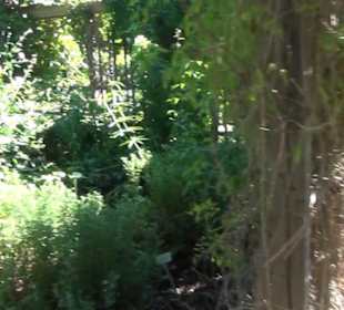 Steingarten - Berggarten