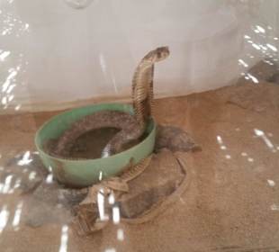 Reptilien Besichtigung