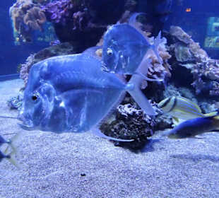 Im Aquarium des "Haus der Natur"