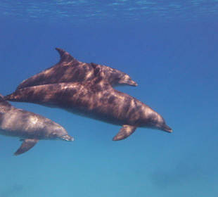 Sonne, Delfine, Ägypten, Urlaub...