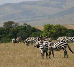 Eine Herde Zebras grasen auf Masai Mara National R
