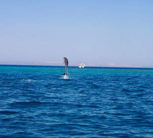 Delfine beim Springen