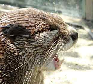 Seeotter