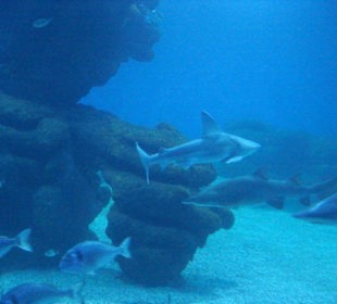 Palma Aquarium
